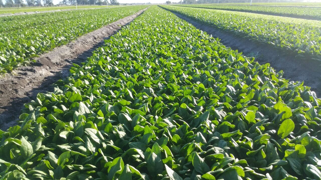 Live Well Farms